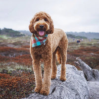 Taos Flannel Dog Bandana